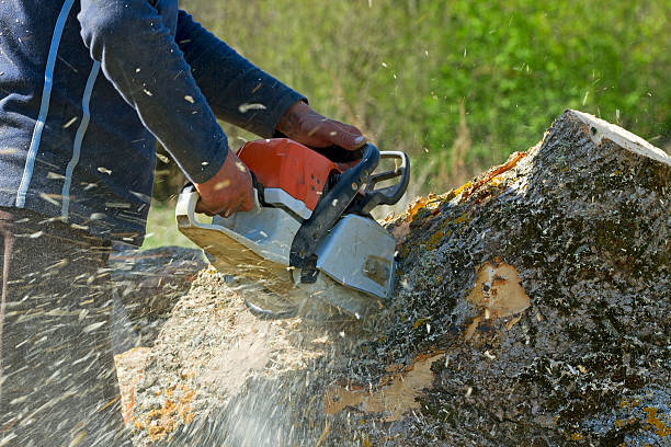 Best Tree Removal Service  in USA